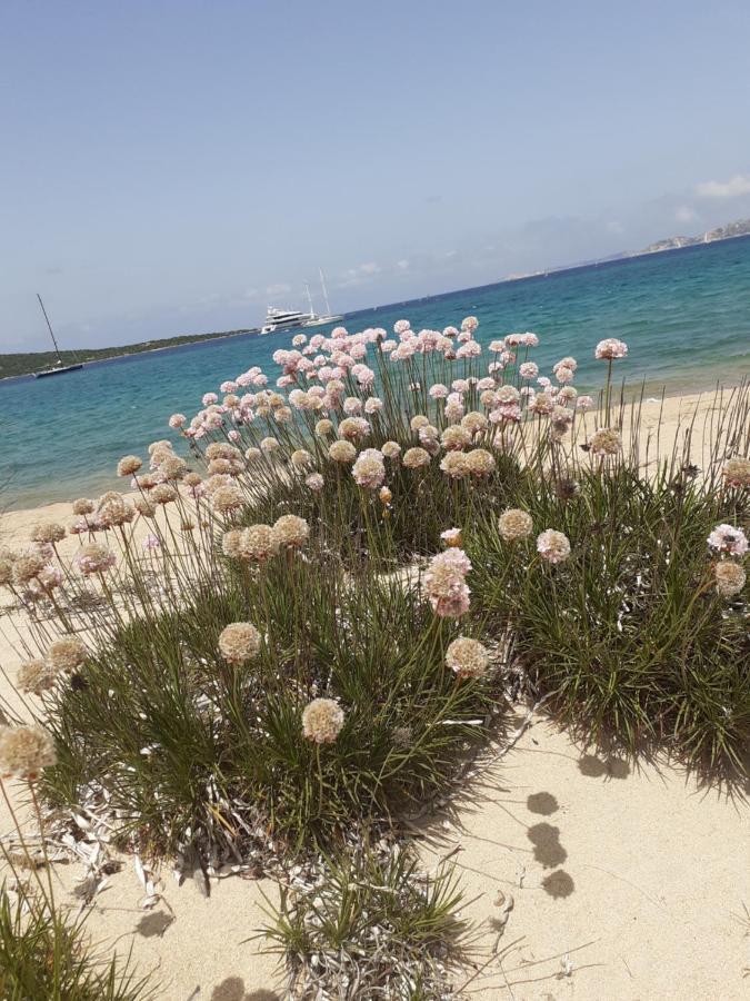 Gli Olivastri Con Piscina,Solarium, Vista Mare ,Sole -Mare E Tanta Natura ,Climatizzatore,Wifi Aglientu Bagian luar foto