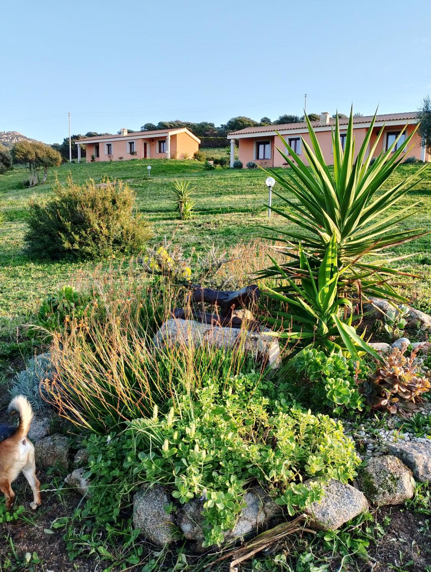 Gli Olivastri Con Piscina,Solarium, Vista Mare ,Sole -Mare E Tanta Natura ,Climatizzatore,Wifi Aglientu Bagian luar foto