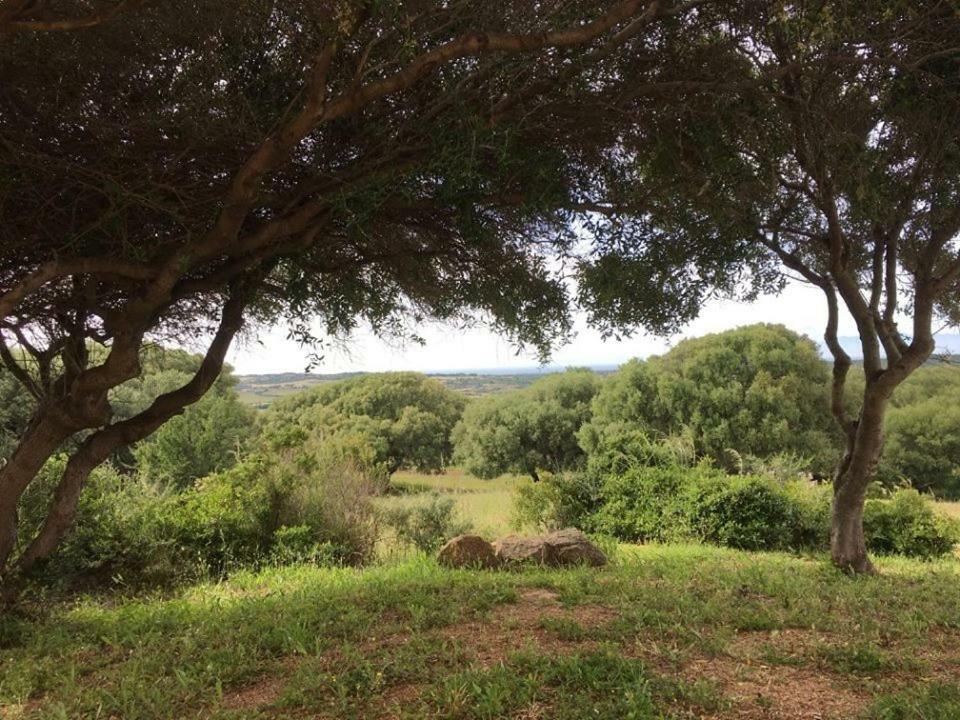 Gli Olivastri Con Piscina,Solarium, Vista Mare ,Sole -Mare E Tanta Natura ,Climatizzatore,Wifi Aglientu Bagian luar foto