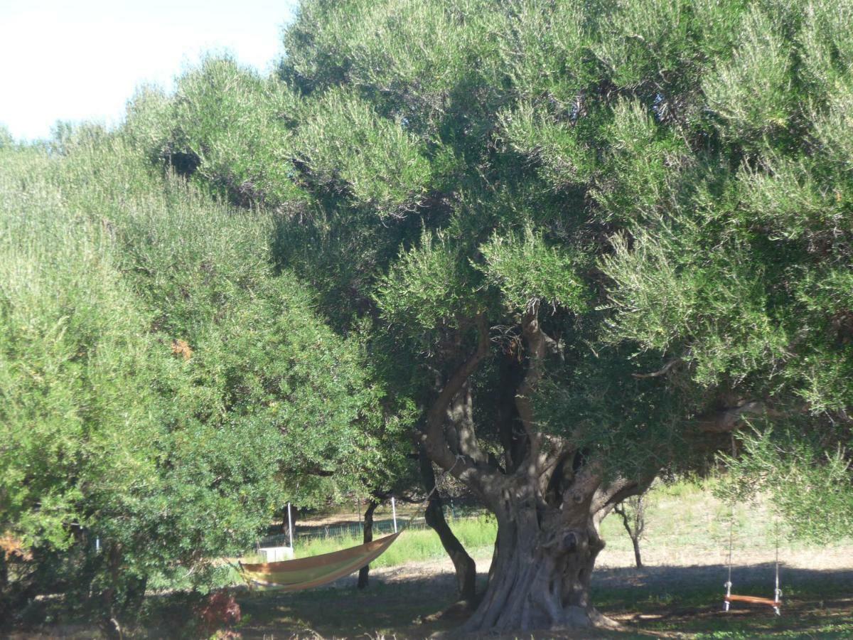 Gli Olivastri Con Piscina,Solarium, Vista Mare ,Sole -Mare E Tanta Natura ,Climatizzatore,Wifi Aglientu Bagian luar foto